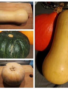 Kürbis Muskatkürbis gelb und grün, Butternut-Kürbis und "Tikva Muskatna orange" (Serbien) Samen - Freital