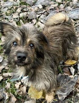 Eki-8-jähriger Mischlingsrüde - Kassel