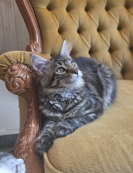 Maine Coon Mädchen sucht eine neue Familie - Wetterzeube