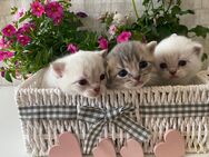 BKH Frühlings Kitten - Papenburg Zentrum