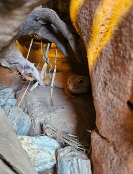 Zwei Leopardgeckos in liebevolle Hände abzugeben - Nattheim