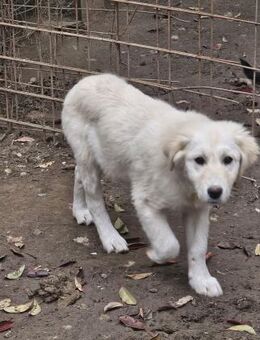 Fips, toller Junghund sucht Familie - Leonberg (Baden-Württemberg)