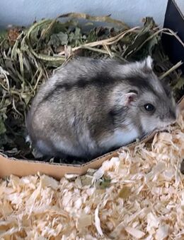Dachungarischer Zwerghamster mit Terrarium - Dortmund