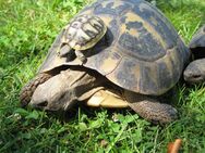 Griechische Landschildkröten THB (Ostrasse) - Barsinghausen