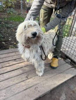 Süßer Zottel, männlich, 6 Jahre - Kappeln (Schleswig-Holstein)