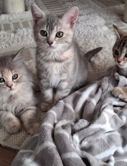 Bkh Kitten.Britisch Katze - Dortmund Huckarde