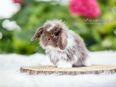 Mini Lop, Zwergwidder, Zwergkaninchen, Minilop, Kaninchen, Lion Lop, Babys in 76694