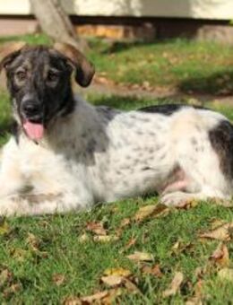 Max - Lebensfreude pur - Balingen