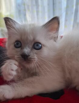Reinrassige Heilige Birma Kitten - Pforzheim