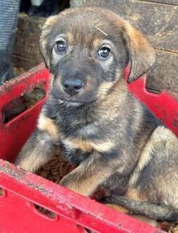 zuckersüßer TAAVI ~ aus dem Futtertrog - Duisburg
