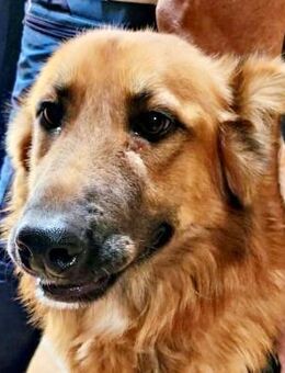 Sudan, lernfreudig, agil, neugierig - Westerholt