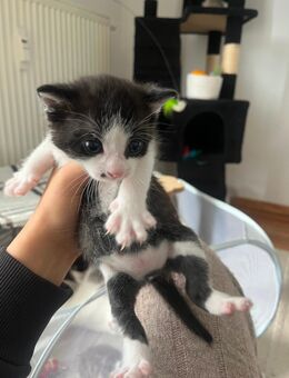 Kitten ab Mitte September abzugeben - Zwickau