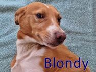 BLONDY ❤ sucht Zuhause oder Pflegestelle - Langenhagen