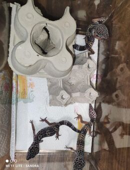 Leopardegecko - Bad Sulza