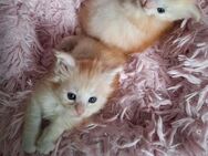 Adopt your perfect Maine Coon kitten! - Stuttgart