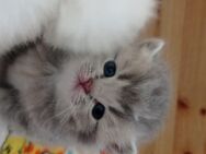BKH Kitten zur Verkaufen - Obere Warnow