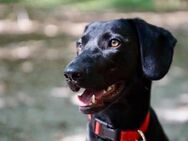 Liesl - sucht Plätzchen zum Wohlfühlen - München