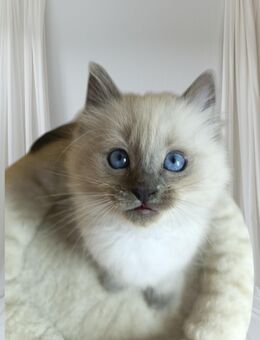 2 Heilige Birma Kater 10 Wochen jung geimpft und entwurmt - Wittenberg (Lutherstadt)