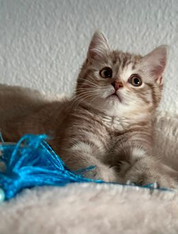BKH Kitte Lilo May sucht ihr Traumzuhause! - Wernigerode
