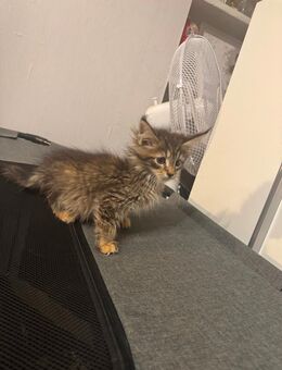 Maine Coon XXL Kitten - Essen