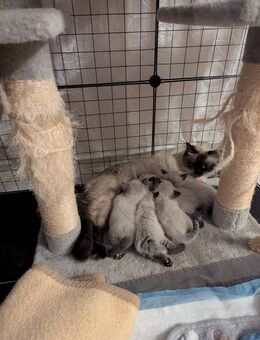 Siam Kitten 3 Mädchen 2 Junge - Boppard Zentrum