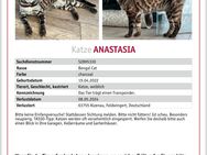 ❗️Bengal Katze entlaufen❗️ - Alzenau Hörstein