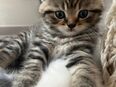 BKH Kitten in 89584