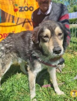 Sammy sucht sein Glück - Wallerfangen