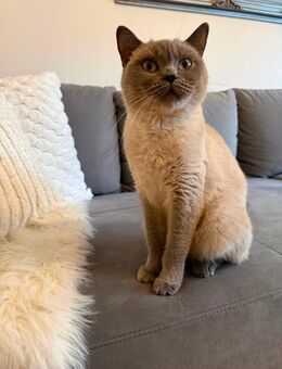 Bkh Blue Point - Elsdorf (Nordrhein-Westfalen)