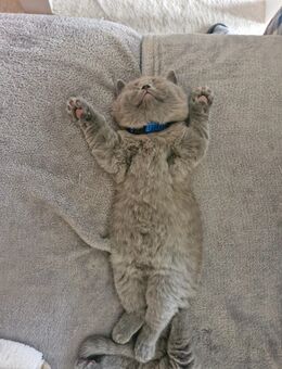 Reinrassige BKH Kater - Gunzenhausen