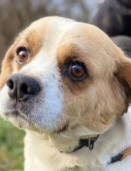 BODRI sucht kuscheliges Zuhause - Gefrees