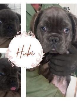 HUBI PP Big Rope sucht seine Menschen - Neustadt (Rübenberge)