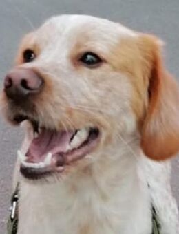 Hugo, geb. ca. 04/2024, GRIECHENLAND - Euskirchen