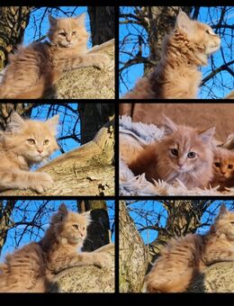 Maine Coon Kitten suchen Herzensplätze - Kiefersfelden