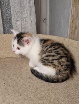 Glückskatze, Kitten, Fichtelgebirge, Katzenbaby - Marktleuthen