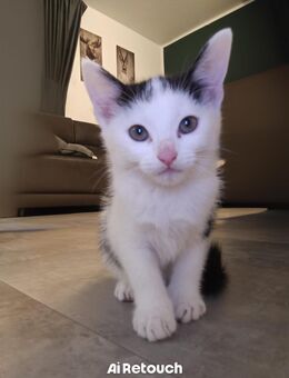Mischlings-Kitten - Iserlohn