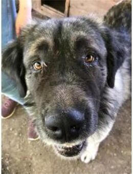 Ozzy - Pflegestelle oder Zuhause gesucht - Oberwies