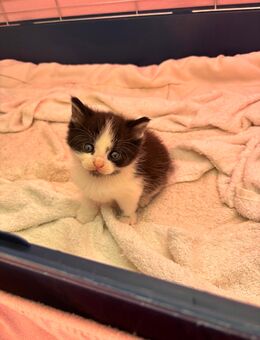 Main coon mix katerchen zum verlieben - Werneuchen Zentrum