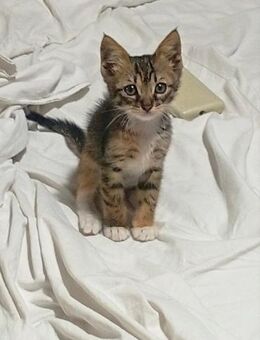 Nina aus dem Tierschutz - Grevenbroich