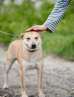 eine Hündin für deine Seele - Augsburg