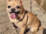 Zsebi sucht ein liebevolles Zuhause 🐾❤️ - Kassel