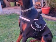Dobermann Hündin 16 Monate alt - Pirk