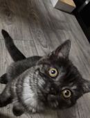 Britisch Kurz Haar in 50189