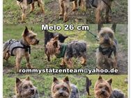 Melo hat bisher nichts Schönes erlebt - Schafflund