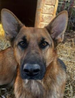 Verschmuste, liebe Pippi - Kallmünz