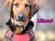 Milana3 ausgeglichene Schönheit 01/22 - Ruppertsecken
