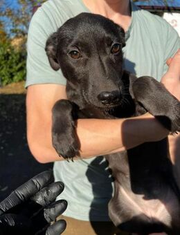 Ebony Kleine Schönheit mit großem Herz - Schlitz