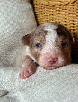 Australian Shepherd Welpen - Oberweser