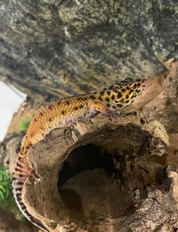 Leopardengecko sucht ein Neues Zuhause. - Hilden