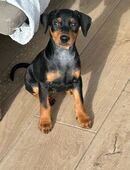 Deutscher Pinscher Welpe mit Ahnentafel sucht neues zu Hause in 40764